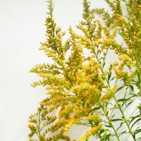 Canadian Goldenrod